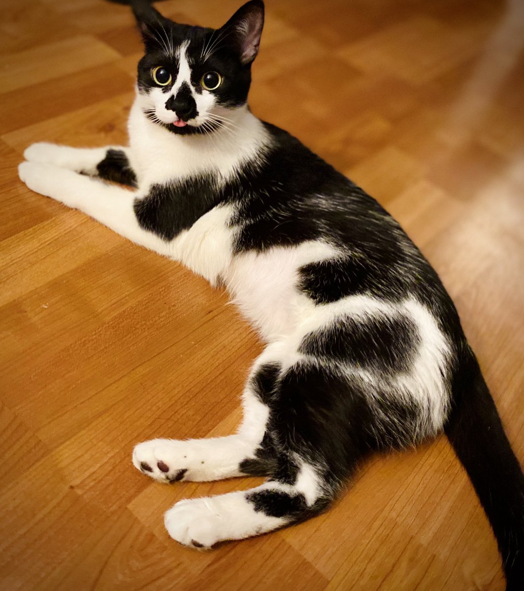 Stilson_A's tweet photo. Help #Moo to their way into the pages of Catster Magazine and take home a $5,000 cash prize! https://t.co/hPiePpHXay

#AmericasFavPet #AFP #Contest https://t.co/NpMgwgHT9f