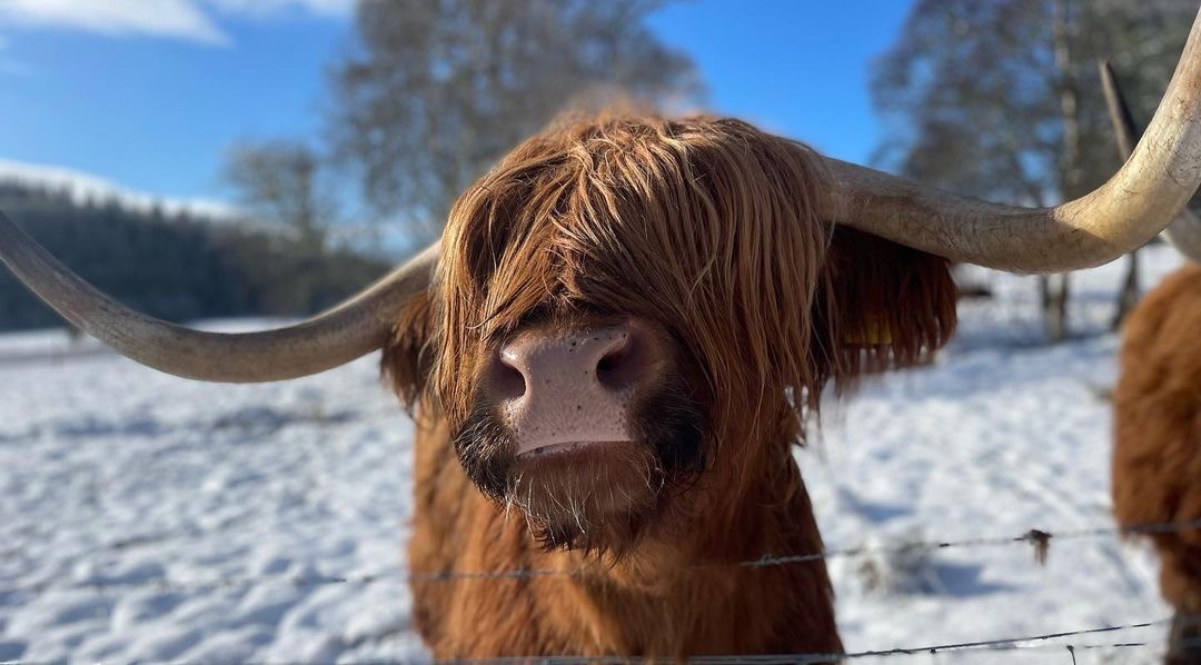 Good moo-ning from a snowy Hamish &amp; Dougal! 

📸 Captured by one of our lovely guests last week – thank you Julie 🥰

#highlandcoo #coo #highlandcow #visitscotland #visitcairngorms #cairngorms #highland #muckrach