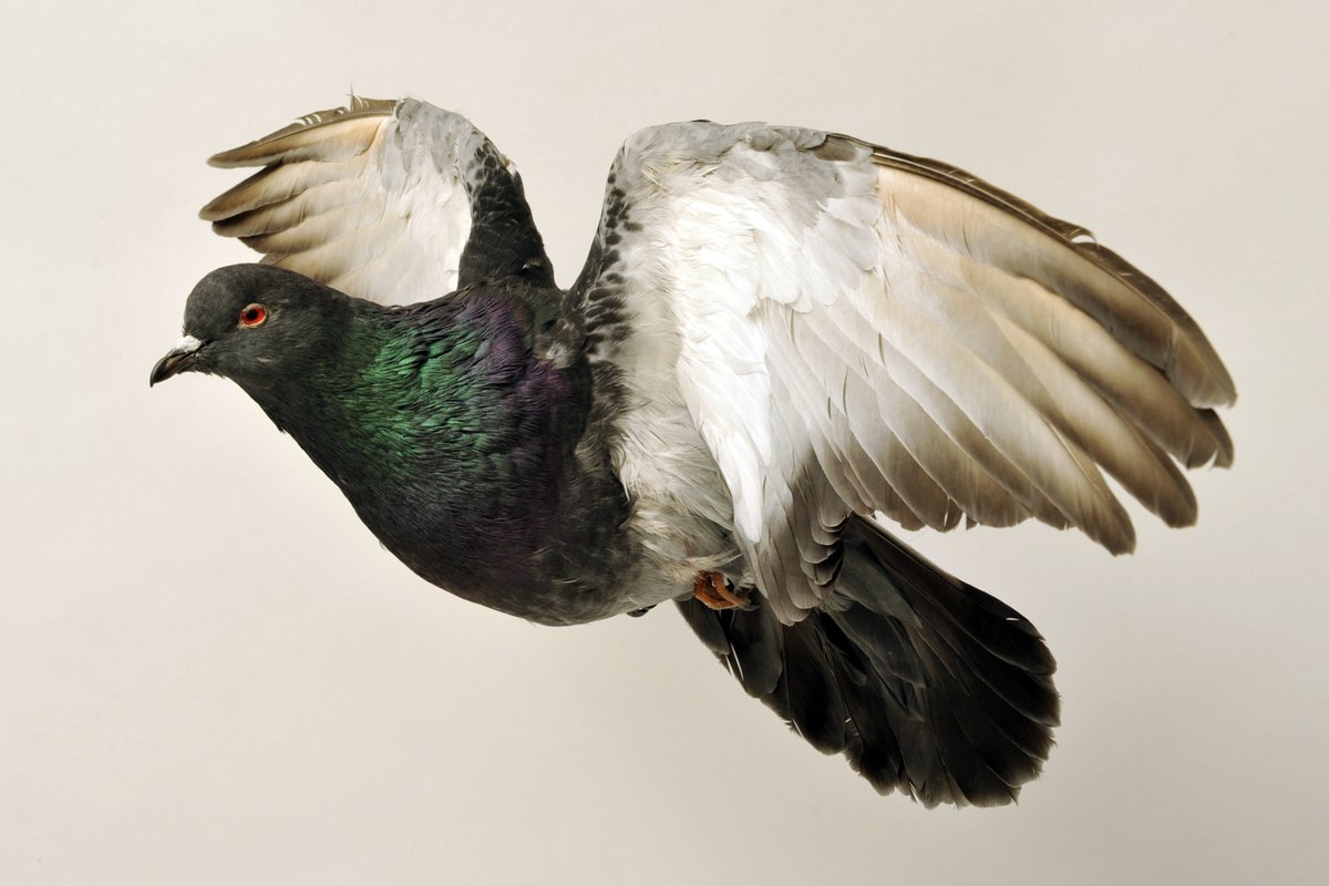 Za mir v Ukrajini in na svetu ...
Prirodoslovni muzej Slovenije izraža globoko podporo našim kolegom muzealcem v Ukrajini in vsem prebivalcem te dežele ter obsoja vsakršno (vojno) nasilje. Iz naše zbirke: (Columba livia domestica - domači golob), simbol miru #museumsforpeace