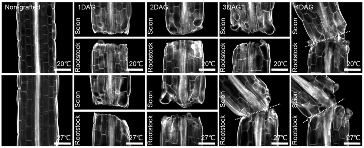 CharlesMelnyk's tweet photo. Our paper “High temperature perception in leaves promotes vascular regeneration and graft formation in distant tissues” is now published in @Dev_journal. A huge effort lead by @TSerivichyaswat and @BartuschKai. Thread 👇 1/6

https://t.co/i35DExYTwC https://t.co/6XcnODXGZz