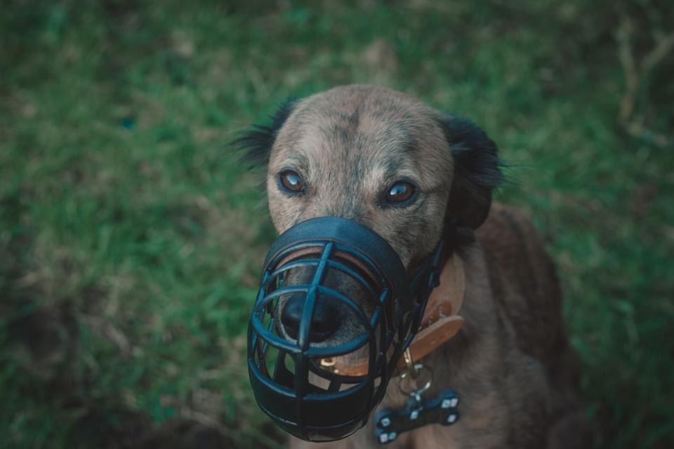 Hello we can finally do stuff in Twitter again. 
#dog #dogs #dogsoftwitter #DogCommunity #twitterdogcommunity