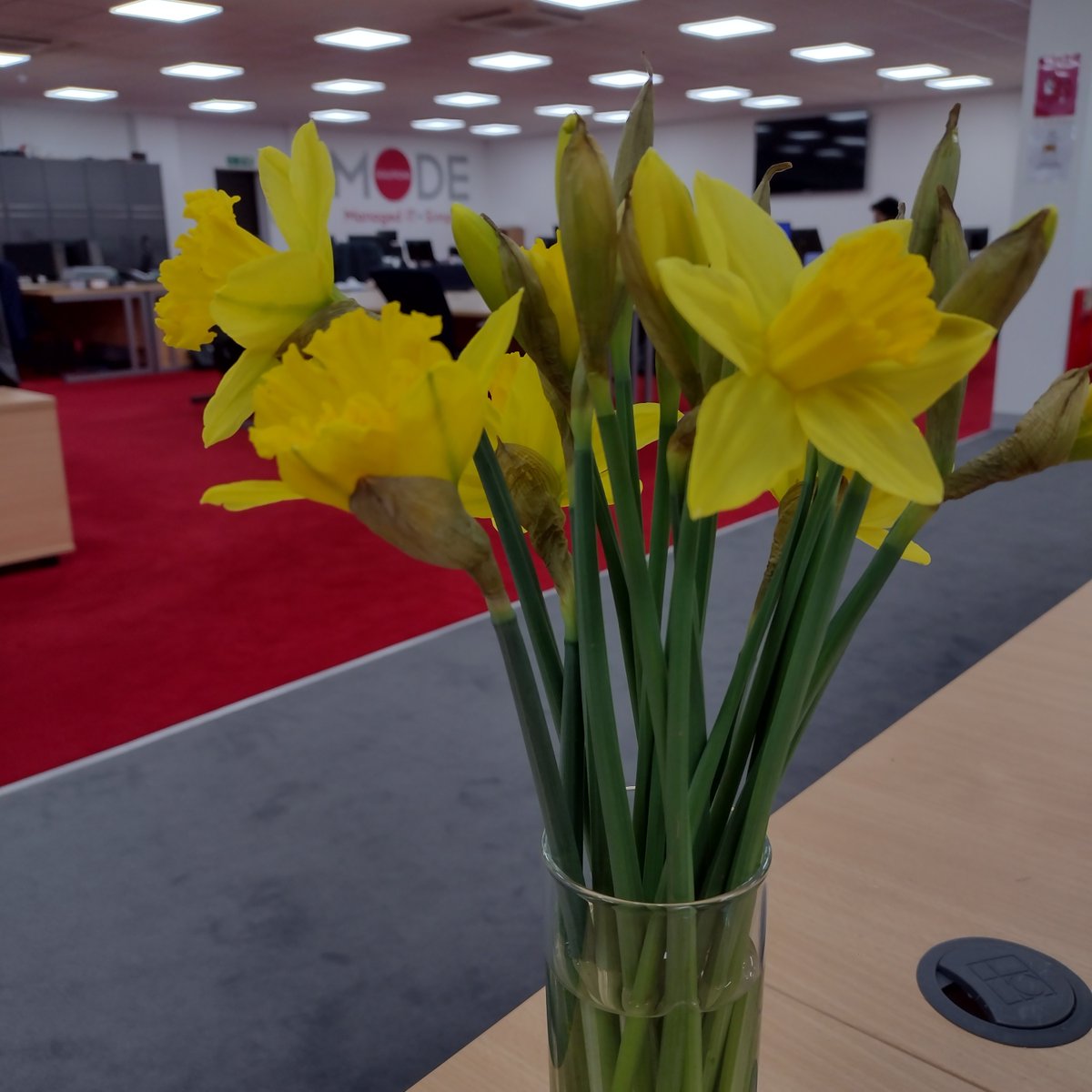 ModeSolutions's tweet image. We decided to brighten up our offices with some daffodils in celebration of St David Day.

‘Dydd Gŵyl Dewi Hapus’ 🌼

#stdavidsday #teamspirit #team #mode