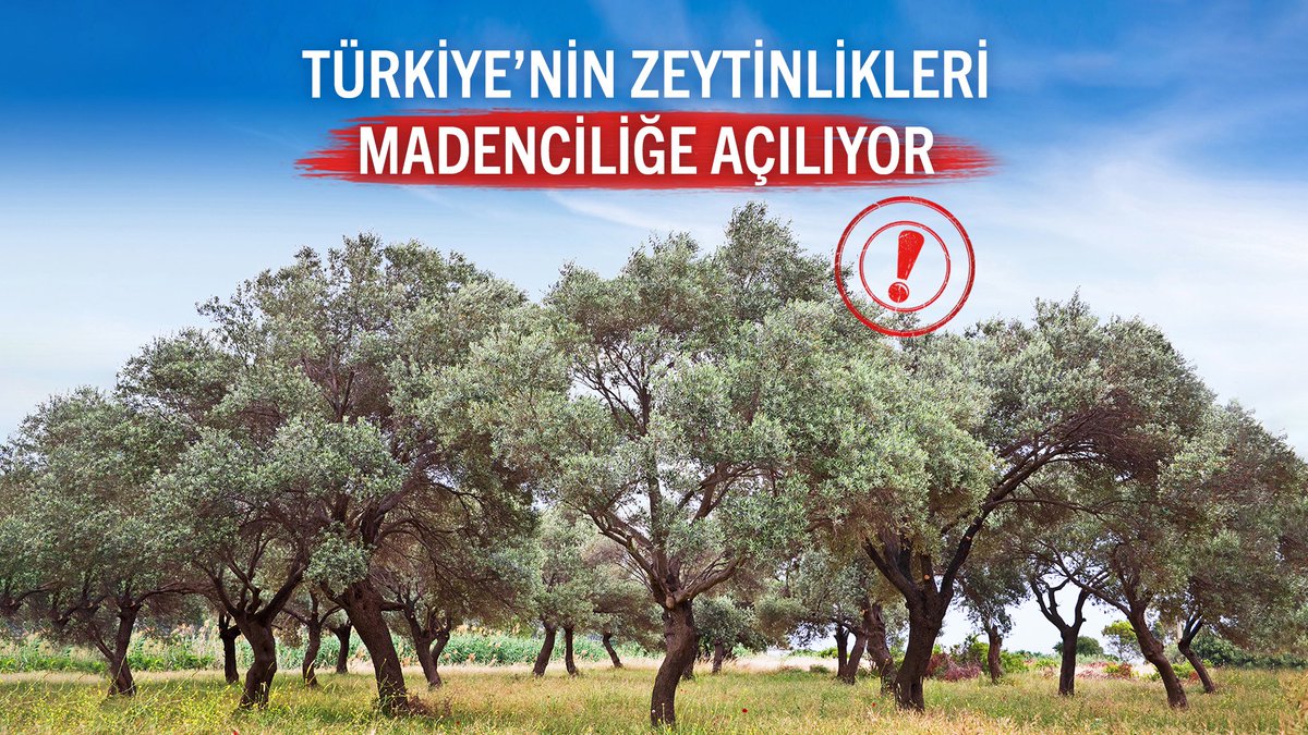 temavakfi's tweet image. Türkiye’nin zeytinlikleri kanuna aykırı işlemle madencilik faaliyetlerine açılıyor!