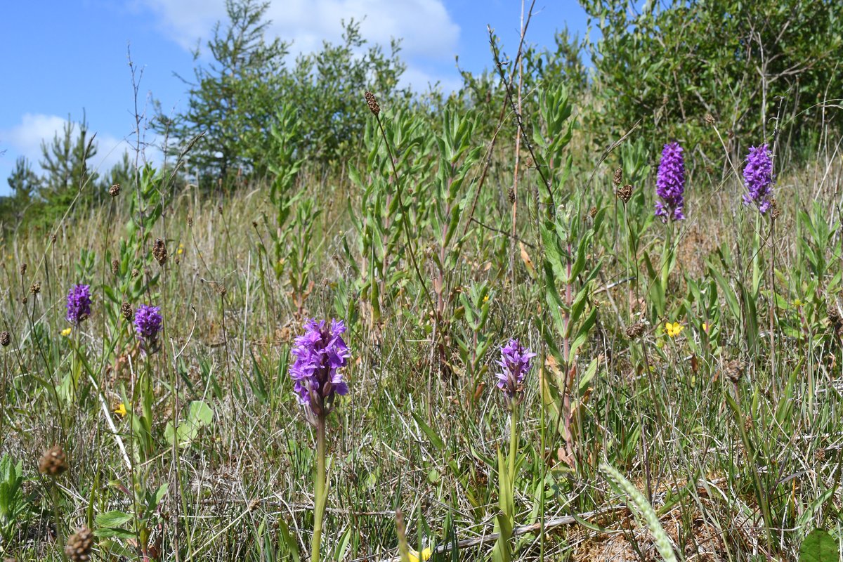 BuglifeCymru tweet picture