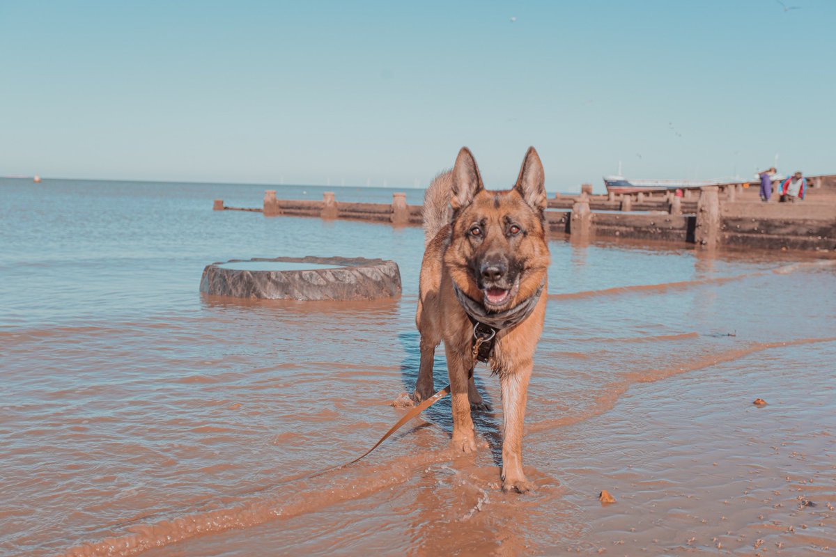 Hey #dogsoftwitter We’re back from holiday, think I’ve caught up.. you guys weren’t kidding about getting Twitter going.. can’t we all just play nice? Come on, we all love dogs here and just want the best for them at the end of the day - each to their own. Happy glowy from ☀️🌊
