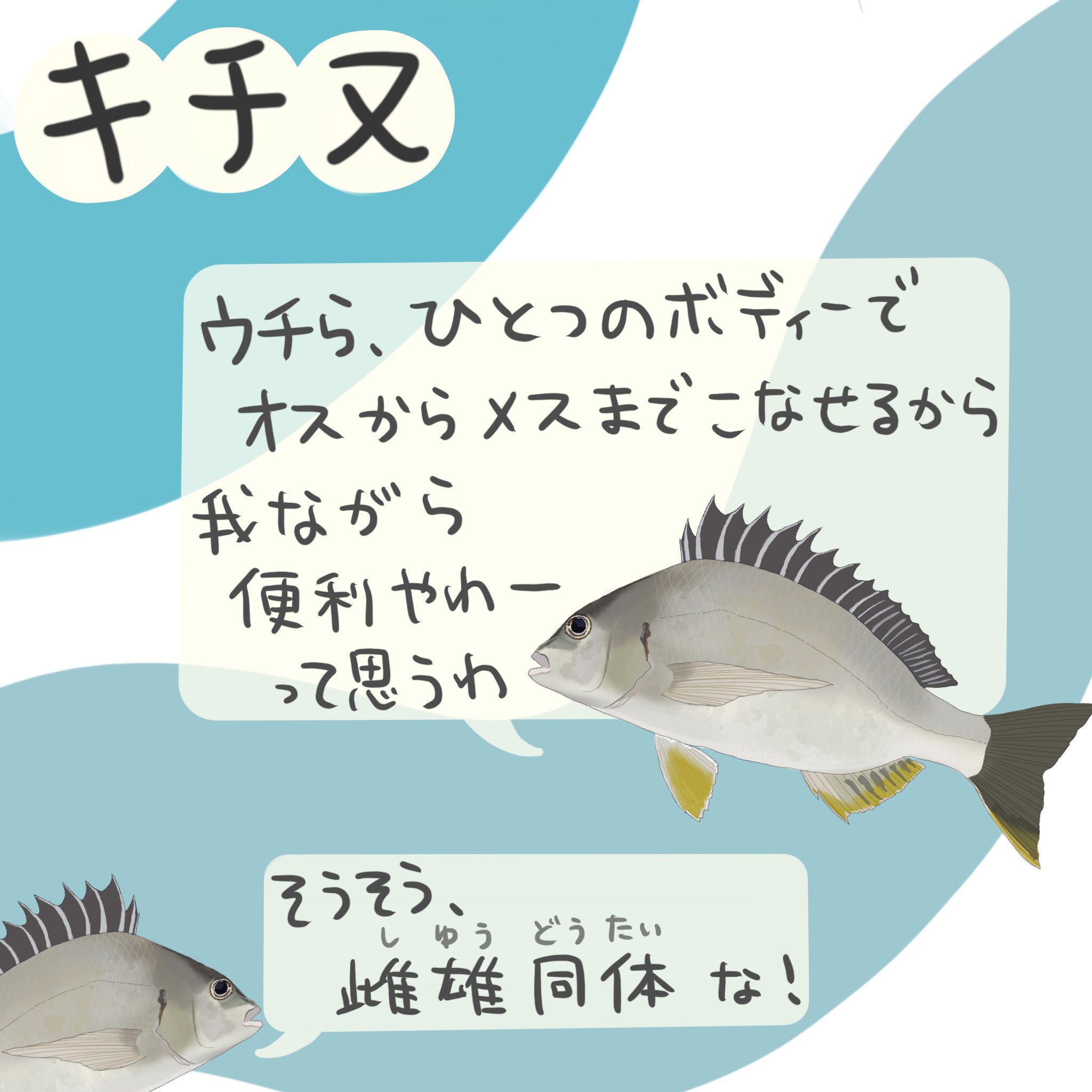 高本 采実 4コマ水産学 キチヌ 4コマ水産学 キチヌ T Co Cnfvpwknyf Twitter