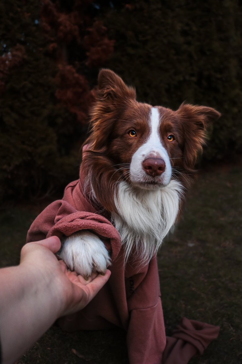 henrieta tweet media