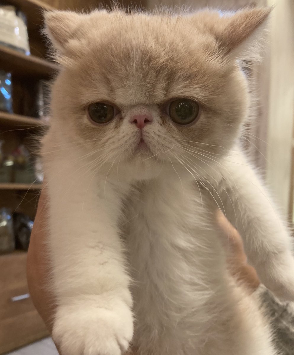 ポテまる (@potemaru_18) / Posts / X