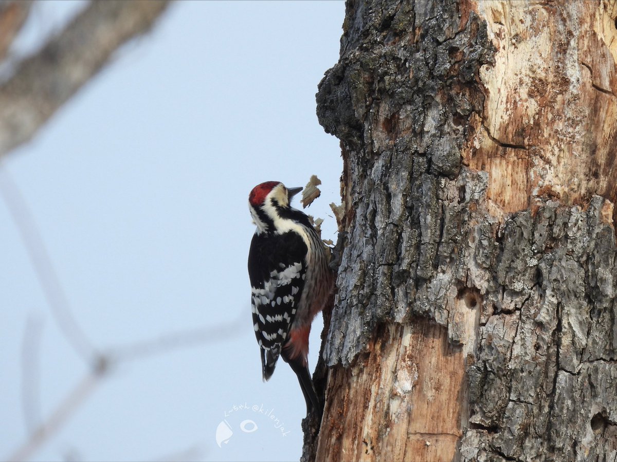 く ちゃん Kilenjak Twitter