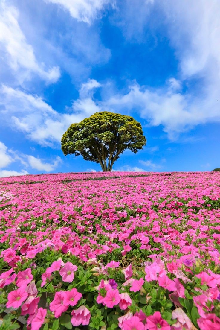 MarcEddy17's tweet photo. #LoneTrees #trees #wildflowers #bluesky #photography 

🌀😷🌳Lone Tree No.185 [Courtesy ⁦@Angel_Stockler⁩]🌳😷🌀 https://t.co/yP8vKP4q31