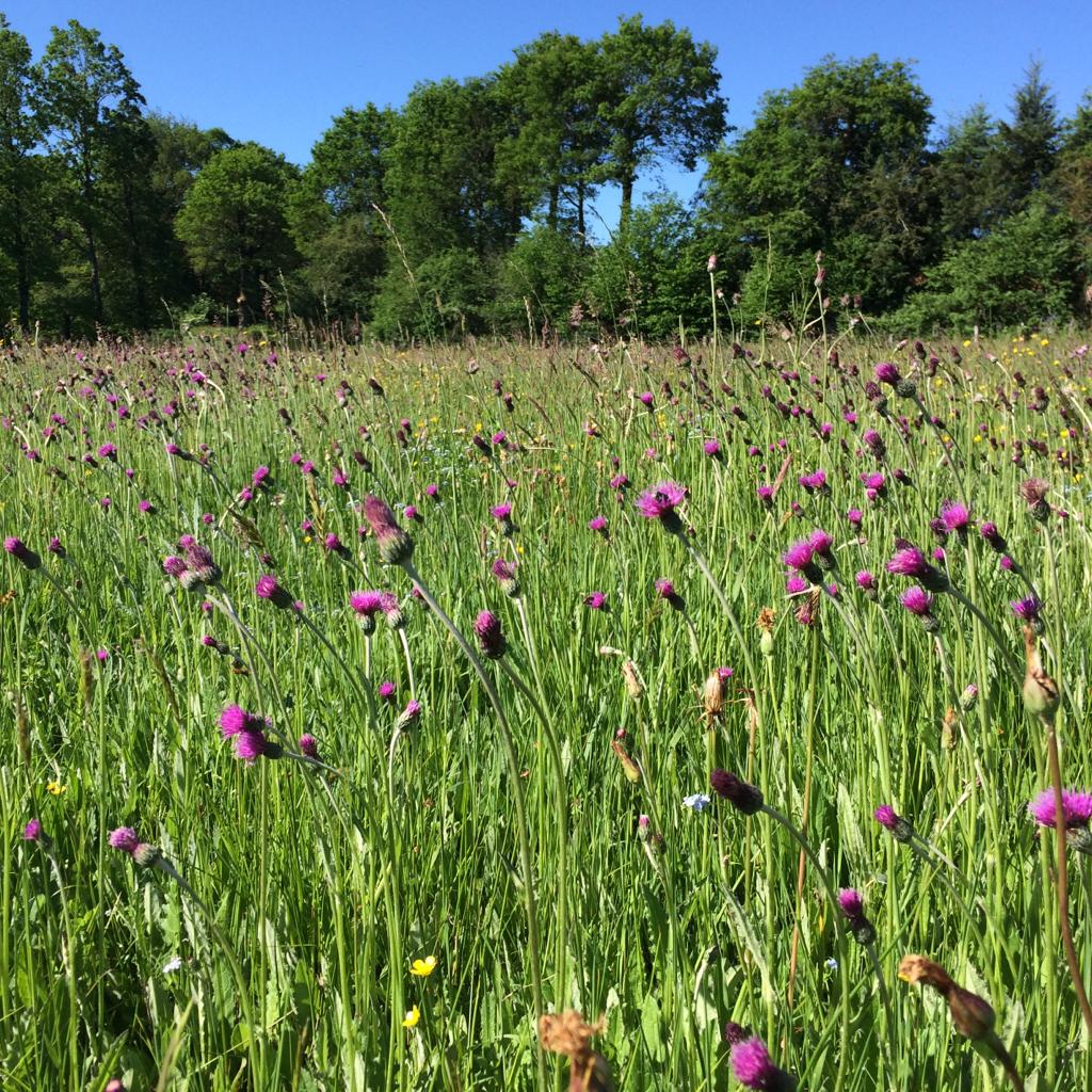 CENAuvergne's tweet photo. #SIA2022 "Le Massif central, + grande prairie de France" : les milieux ouverts herbacés couvrent une diversité de prairies, enjeu majeur pour #Economie agricole, #paysages #tourisme #biodiversite... @CENAuvergne partie prenant du prgme animé par #IPAMAC : https://t.co/4z5mXBQYzE https://t.co/ufxGSViEQ3