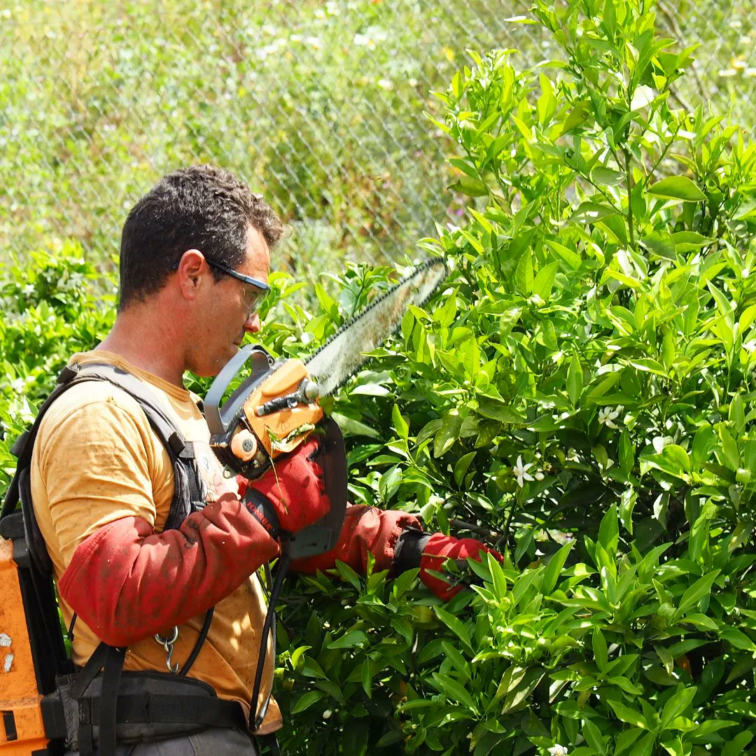 At the end of the #sevilleoranges  campaign, we strongly begin the revitalization of the land 👨‍🌾 and trees🌳: pruning, organic 💚fertilizing, weeding. We put everything in place to favor the coming flowering! 🌼 Last chances!!🕘 Seville oranges still available at <a href="/waitrose/">Waitrose & Partners</a> 🇬🇧💚🇪🇸