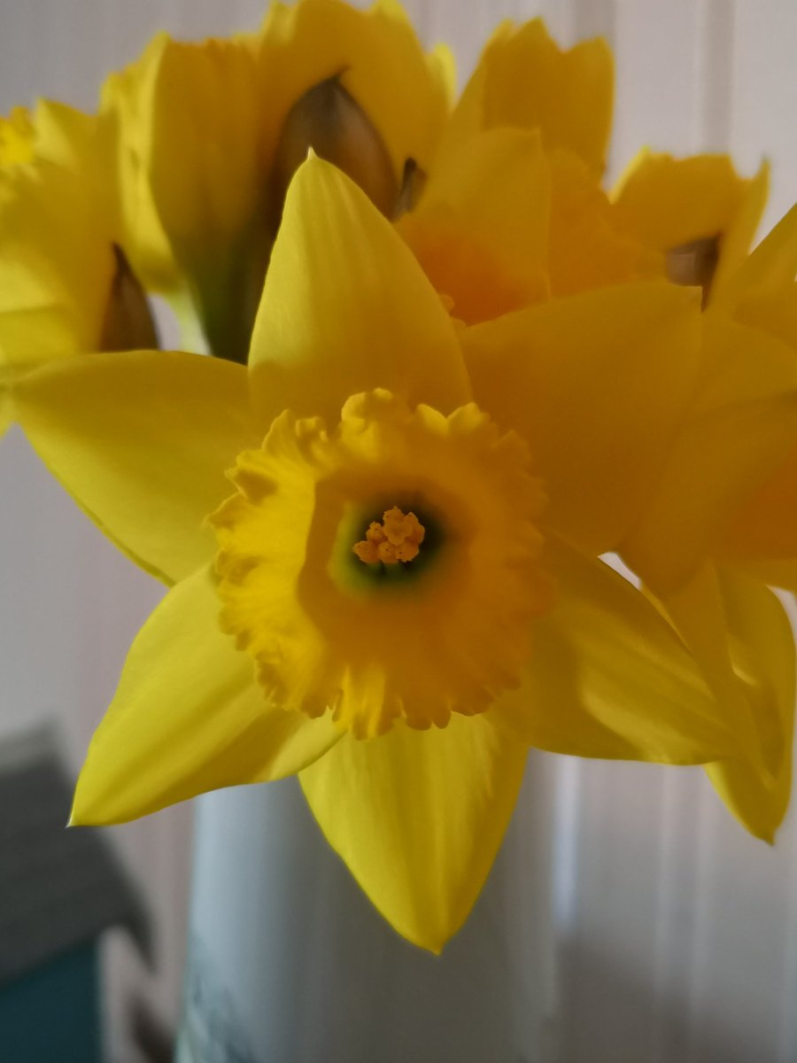 Petrolheadsarah's tweet photo. Happy St David's Day Dydd Gwyl Dewi Hapus, also enjoy the first day of the meteorological Spring and Shrove Tuesday. Best wishes to everyone ☺️🥰 #StDavidsDay 🌼 #FirstdayofmeteorologicalSpring💮🌷 #ShroveTuesday 🥞 https://t.co/kuHc76jTPG