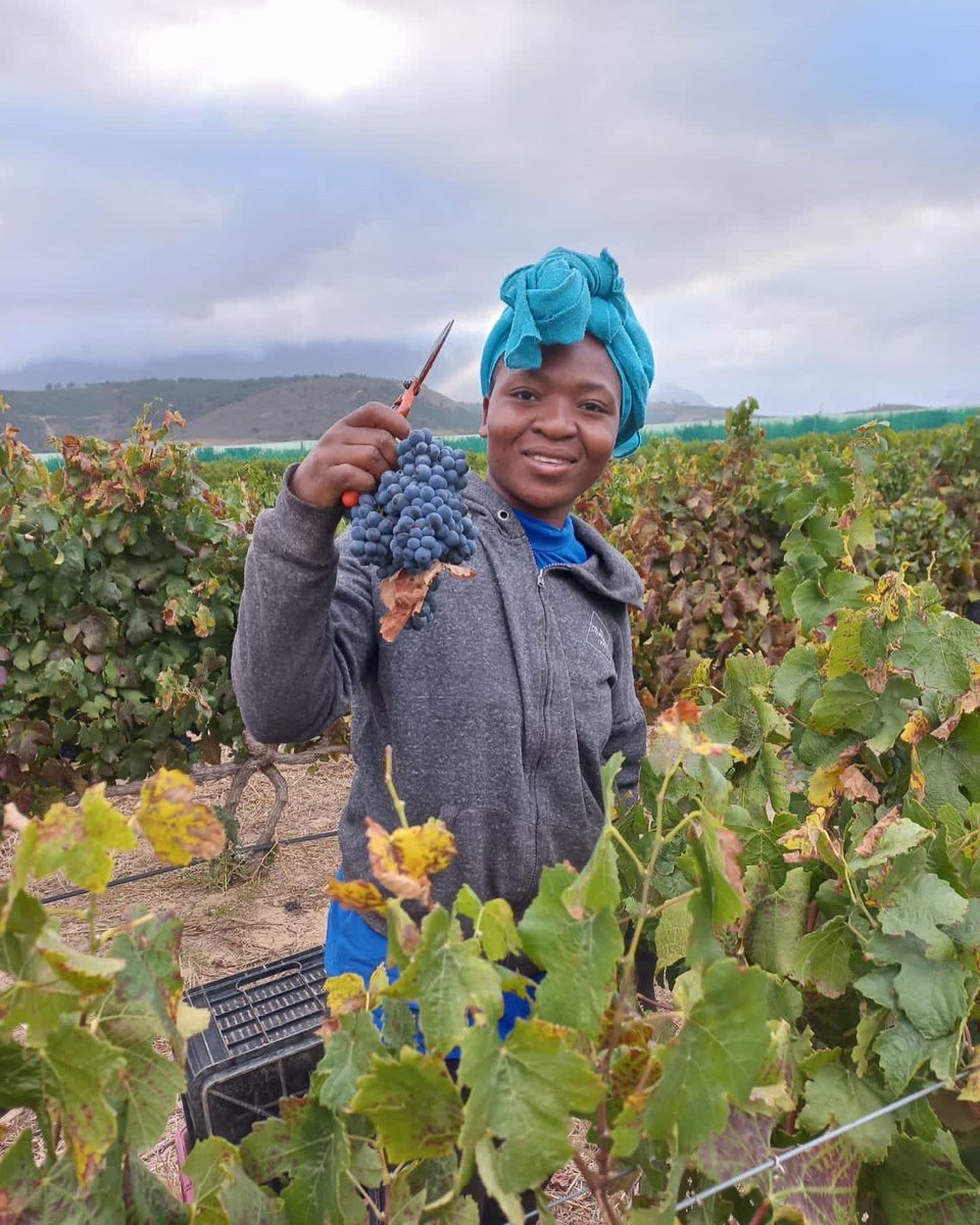 The highlight of our 2022 harvest. Block no 2 - the L'Avenir Single Block Pinotage!🍇🍷

#Pinotage #SingleBlockPinotage #LAvenir30 #TheFuture #Stellenbosch #LAvenirWineEstate