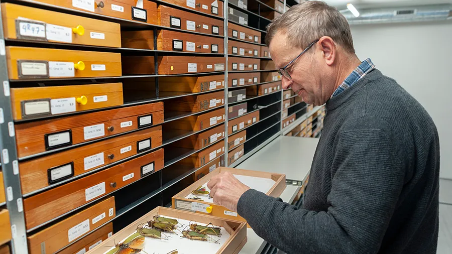 RIOJournal's tweet photo. As #NaturalHistory museums globally experience lack of #taxonomic expertise, a Swiss-Dutch team proposes an image-recognition solution with the aim to unite curators &amp; facilitate #specimen identification
👉More about their Research Idea on @Pensoft's blog: https://t.co/2dxsP0NCLK https://t.co/PKOws2f6O4