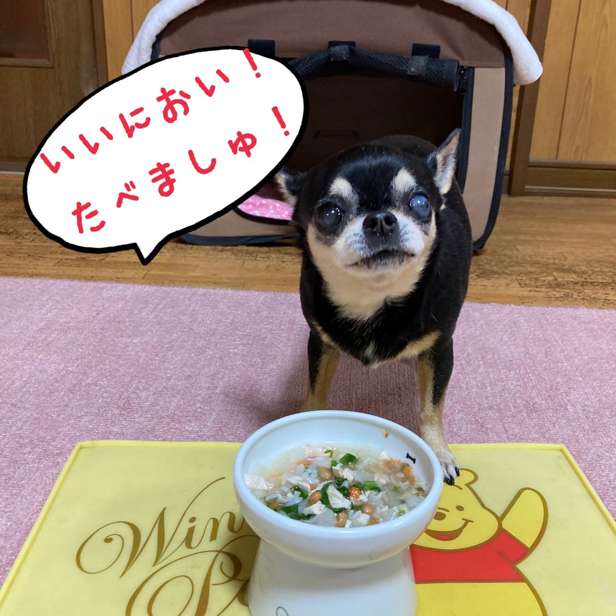 ハイジママ 高岡まちこ 犬ごはん Machiko Heidi Twitter