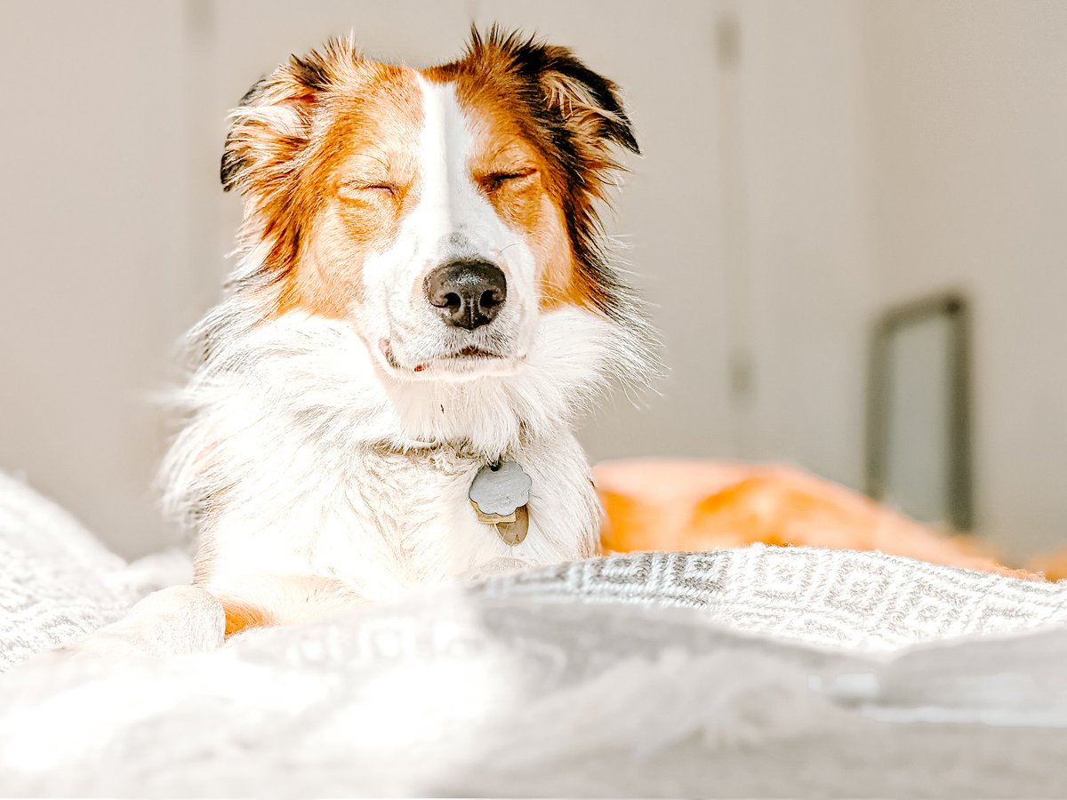 Good morning fam 🔆 #twitterdogcommunity #dogsoftwitter