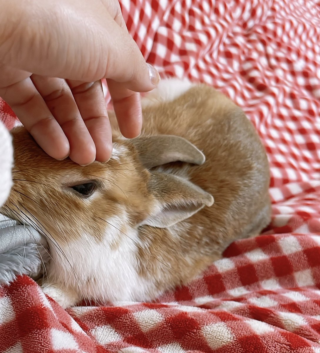 甘えん坊爆発中…🐰
 #うさぎのいる暮らし 
 #うさぎ