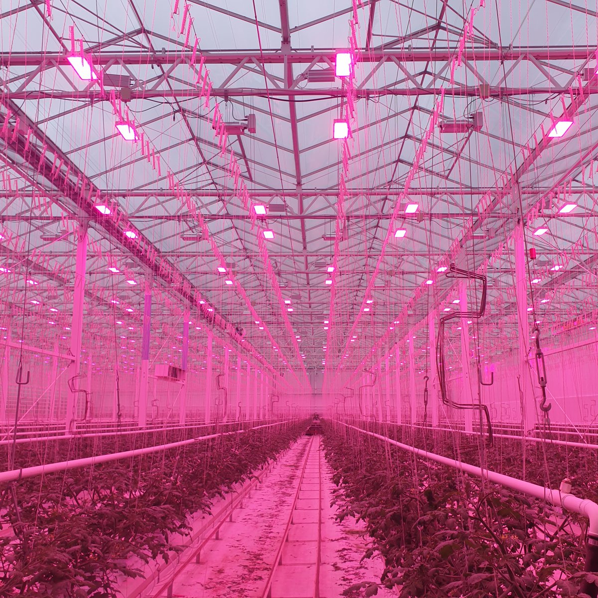 Take a look at the beautiful new HORTILED® Top Intense grow light system at  in Talgje, Norway. Growers Edle and Håvard Skavland are using the HORTILED® Top Intense to achieve a higher light level for their Norwegian tomatoes without increasing energy use. hortilux.com/product/hortil…
