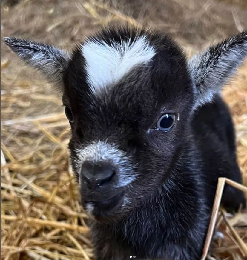 NewbridgeHF's tweet photo. Sadly, last weekend a precious newborn kid was stolen from our farm. CCTV footage shows 2 males dressed in black, breaking in.  She is a  female pygmy goat aged only 3 weeks old.  If anyone has any information can they please contact us. Garda have been notified. https://t.co/BrZ6QInIWC