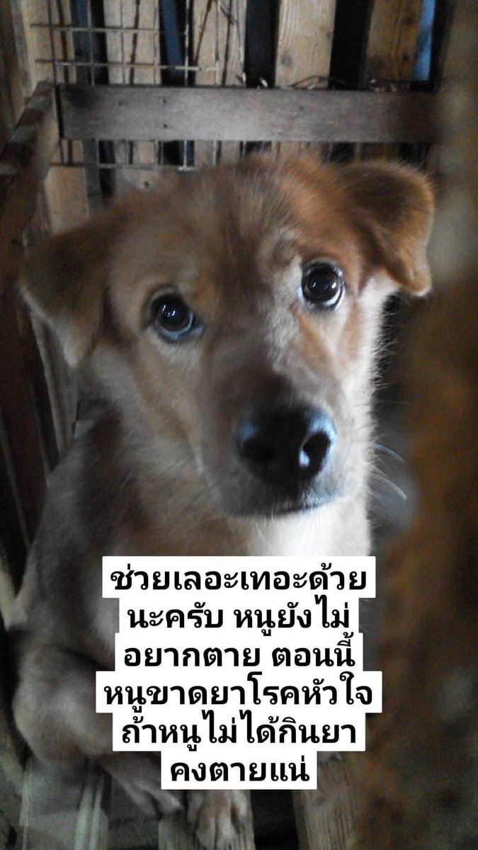 Valente ⁷ tweet media