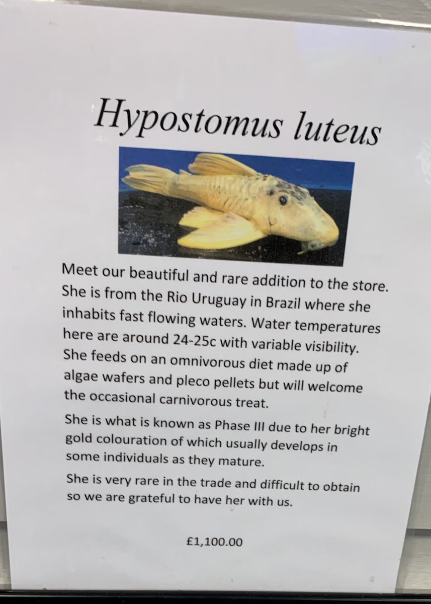 This beautiful fish has been in the pet shop for over 6 months for sale- she barely moves and looks utterly depressed in her little tank. Before that she was swimming wild in Brazil. Is this modern animal welfare? #wildlife