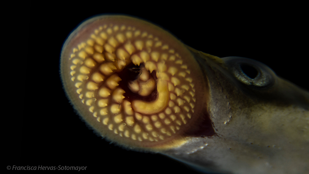 Kaessmann Lab (@kaessmannlab) on Twitter photo “Reconstructing the ancestral vertebrate brain using a lamprey neural cell type atlas” – we are thrilled to share this work, which marks the beginning of our <a href="/ERC_Research/">European Research Council (ERC)</a>-funded endeavor to investigate the origins and evolution of the vertebrate brain. biorxiv.org/content/10.110… “Reconstructing the ancestral vertebrate brain using a lamprey neural cell type atlas” – we are thrilled to share this work, which marks the beginning of our <a href="/ERC_Research/">European Research Council (ERC)</a>-funded endeavor to investigate the origins and evolution of the vertebrate brain. biorxiv.org/content/10.110…