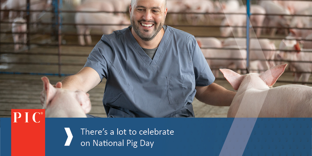 Pig Improvement Company (PIC) tweet media