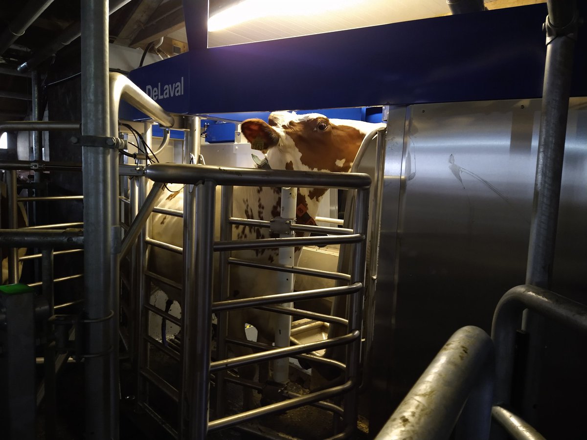 ffgenoeg's tweet image. Buurman heeft sinds vandaag een #melkrobot. Mooi staaltje #techniek! En nu met veel liefde en geduld elke koe leren hoe het werkt.  Gaat goed, brokjes als beloning