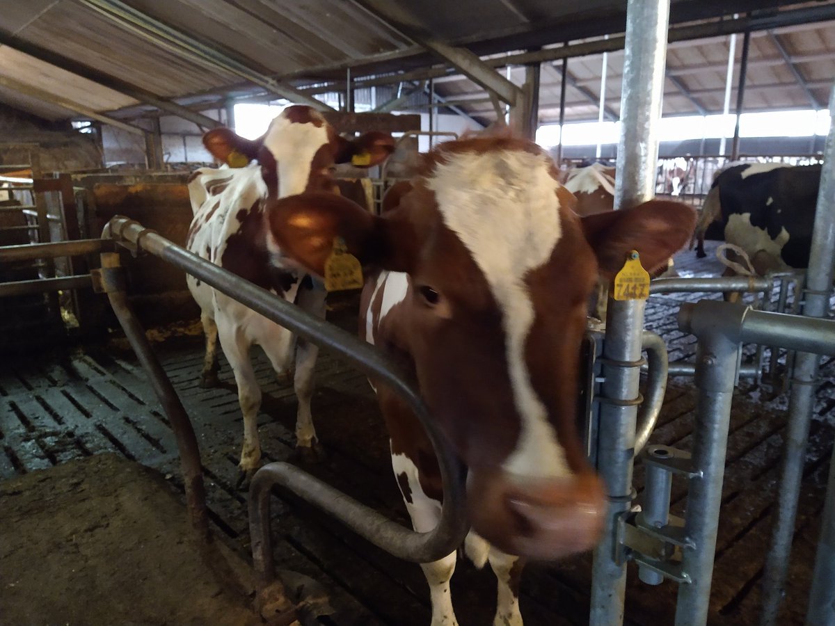 ffgenoeg's tweet image. Buurman heeft sinds vandaag een #melkrobot. Mooi staaltje #techniek! En nu met veel liefde en geduld elke koe leren hoe het werkt.  Gaat goed, brokjes als beloning