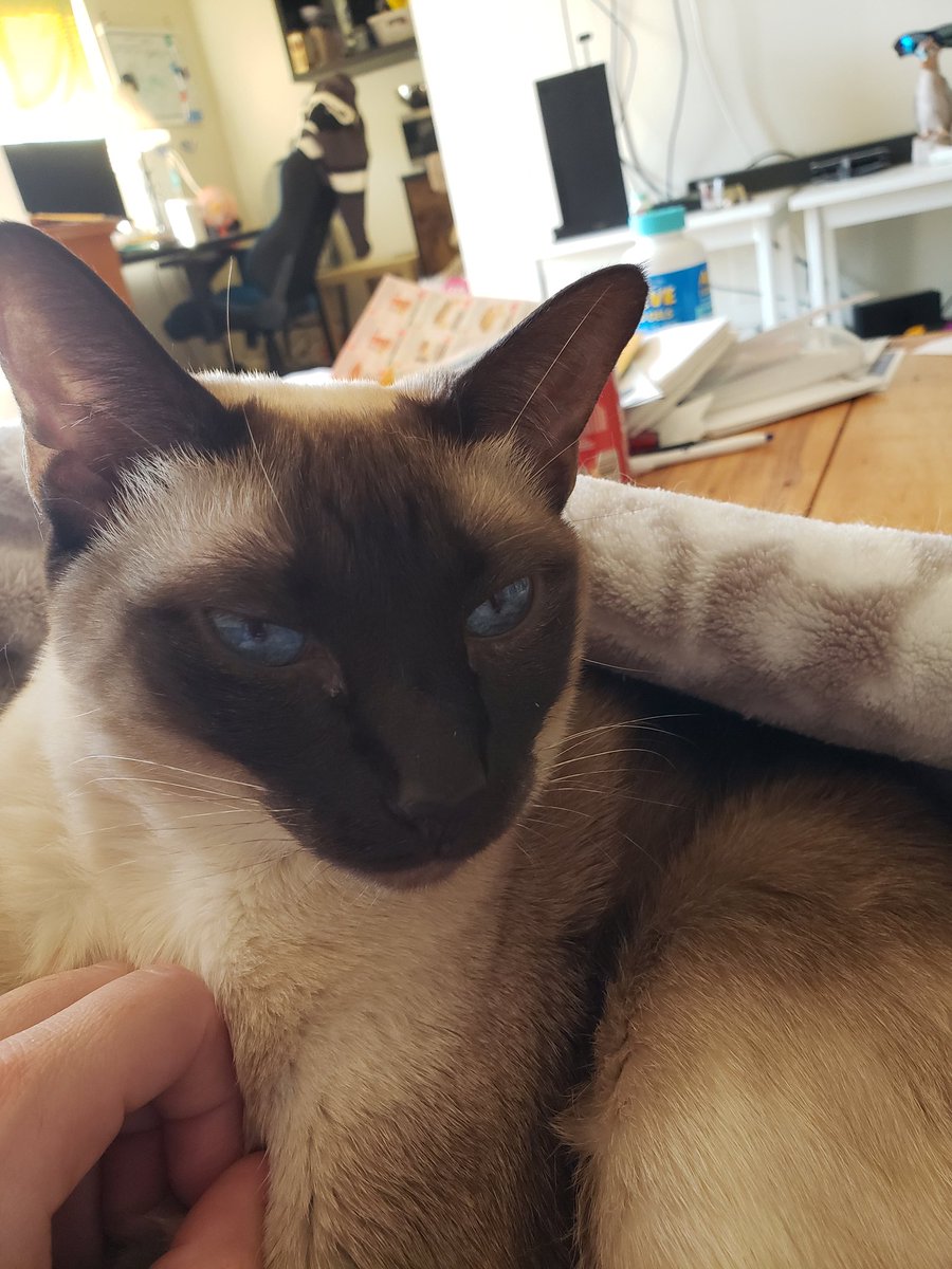 JulesandN's tweet photo. Hi fwends!

#CatsLivesMatter #cats #Caturday #CatsofTwittter #Cat #CatsOnTwitter #CatsLover https://t.co/QlSDRucerp