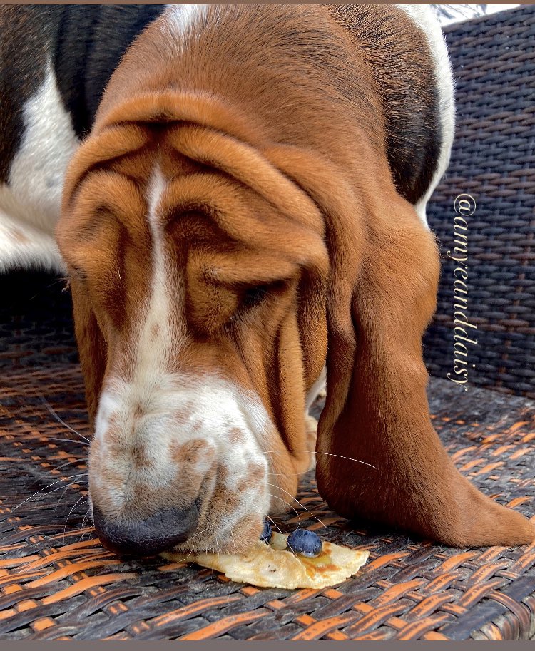 “A scar simply shows you are stronger than what hurt you!” 🤯🎤💪🐾😢

Pancake day!! 🥞🥞
The three faces when you see food! Vito definitely loves his food and sticks 😂 

#amyeanddaisy #vito #bassethound #vitothebassethound #tot #pancakeday #dog #quoteoftheday #rescuedog