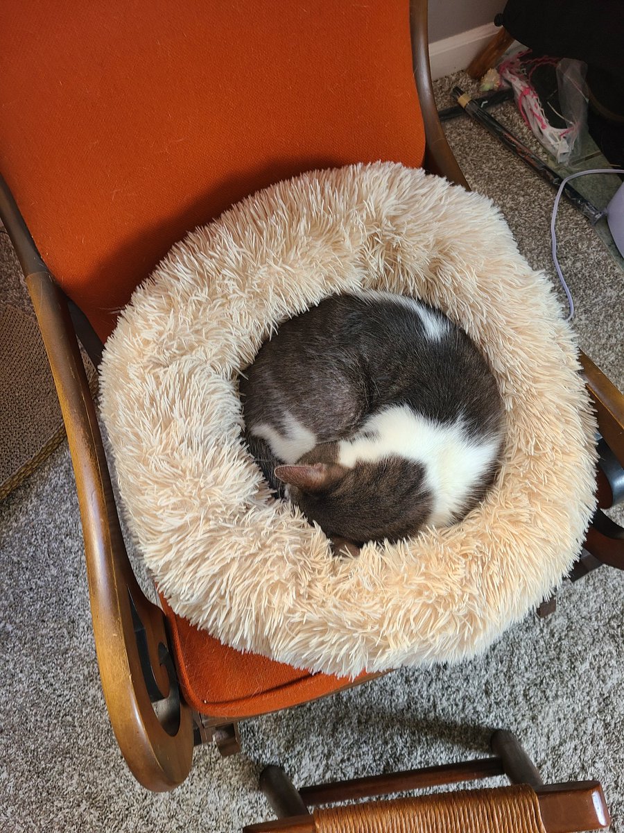 10/10 donut alert!! It's one of the comfiest seats in the house 😺