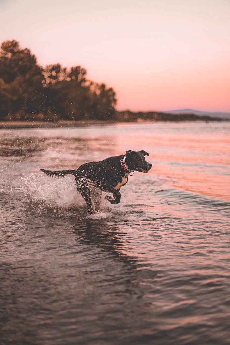 Katie + Pepper & Benny 📸 tweet media