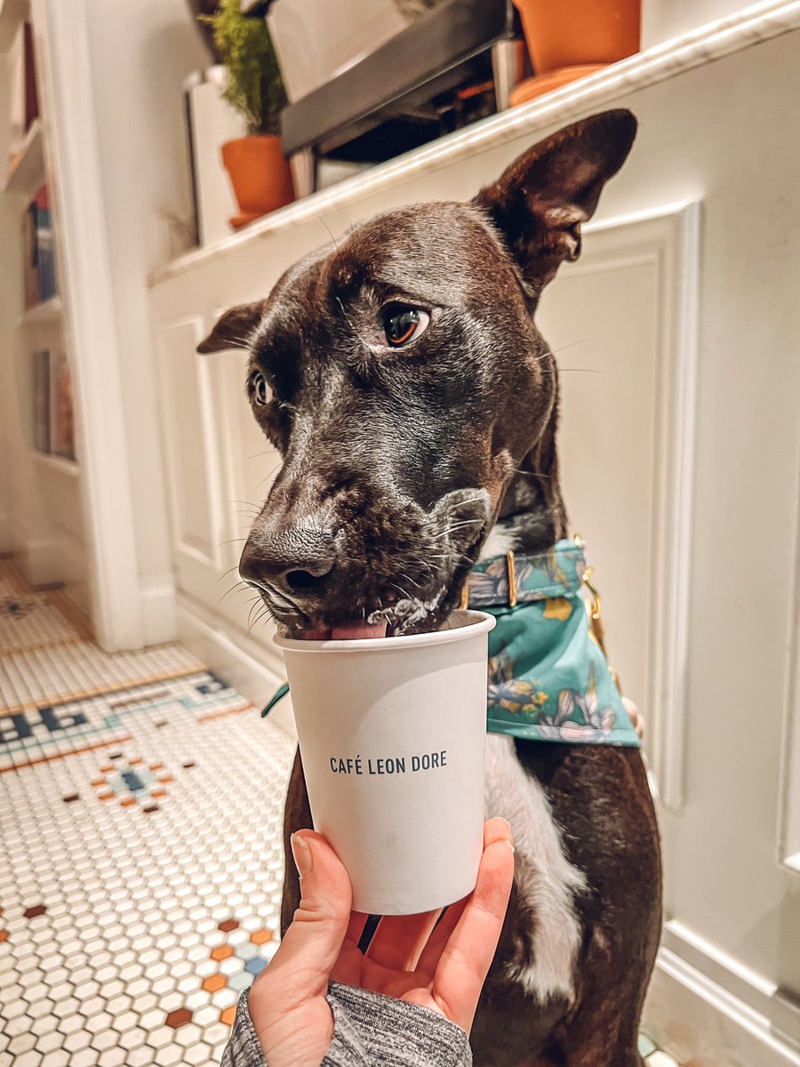 Comment below if you think I deserve another puppachino today 👀

#puppachino #dogsoftwitter #treat