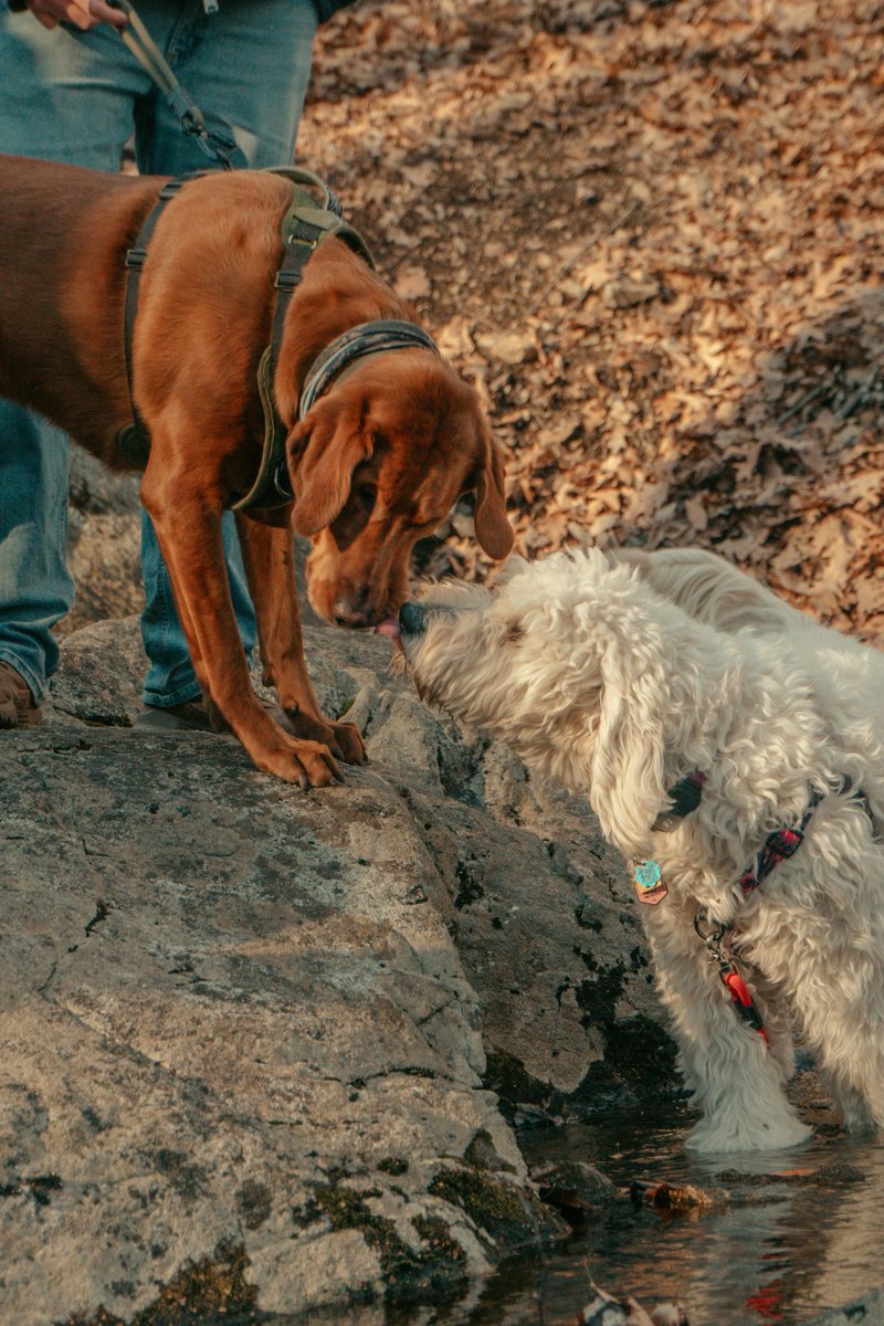 RT if this mid-hike puppy smooch melted your heart