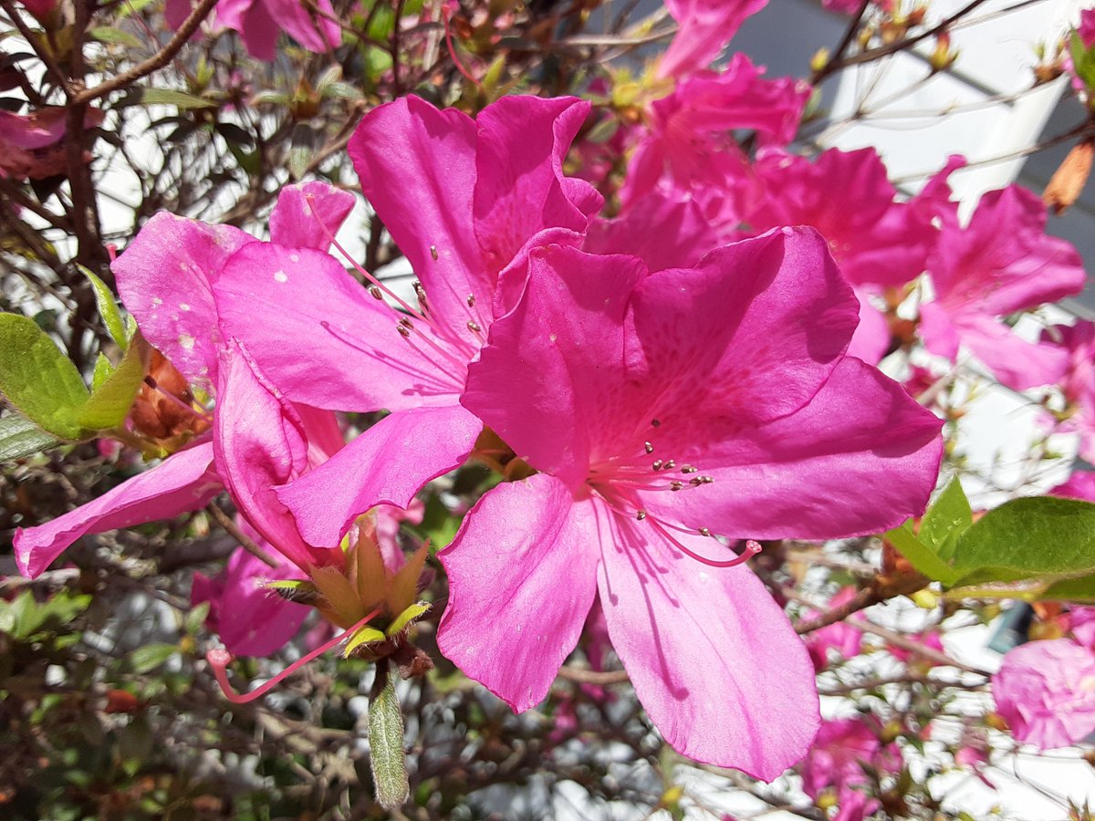 HustusMichael's tweet photo. Well, the #Firebrush is definitely dead. But, at least the Azaleas survived.

😎👍 https://t.co/rddXAEpTXt