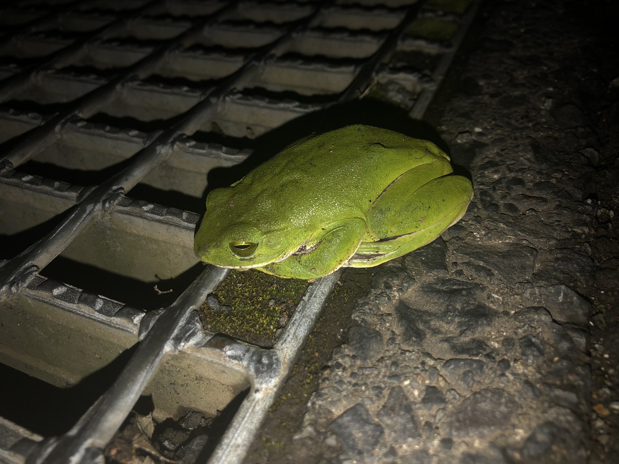 さだれん奄美の日常 Sadaren Amami Twitter