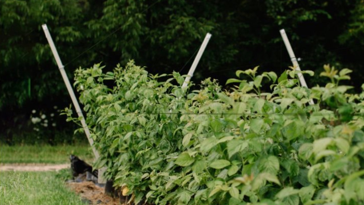 IBEX Grows tweet media