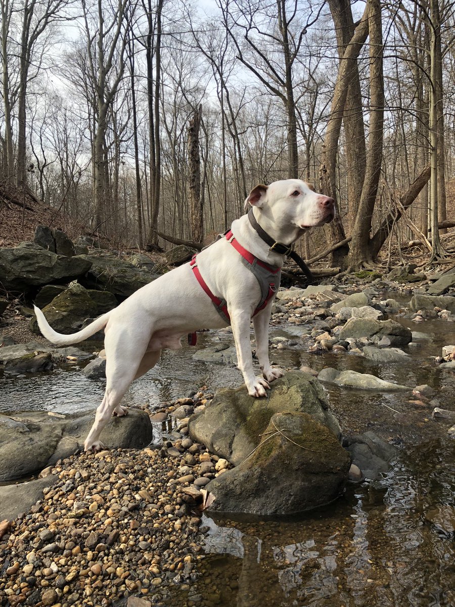 Jimmy_n_Muffin's tweet photo. Adventure with your dog! #dogsoftwitter #twitterdogcommunity #letthemexplore https://t.co/jinG547TEa