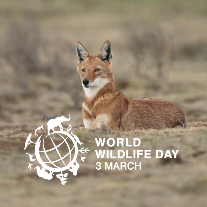 Happy World Wildlife Day! 🦊

Species and ecosystems go hand in hand - by conserving #Ethiopianwolves, we safeguard the #Afroalpine ecosystem for generations to come.

#RecoverKeySpecies #WWD2022 
@WildlifeDay 

📸 Adrien Lesaffre