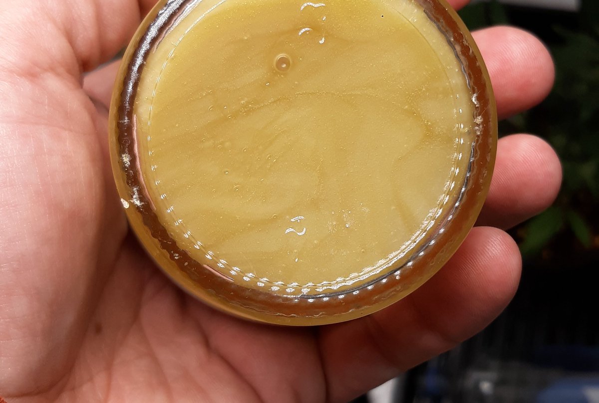 2:1 Live Rosin #solventless #hash #liverosin #cannabis #standwithukraine #globalistssuck #hashini #dabs #concentrate