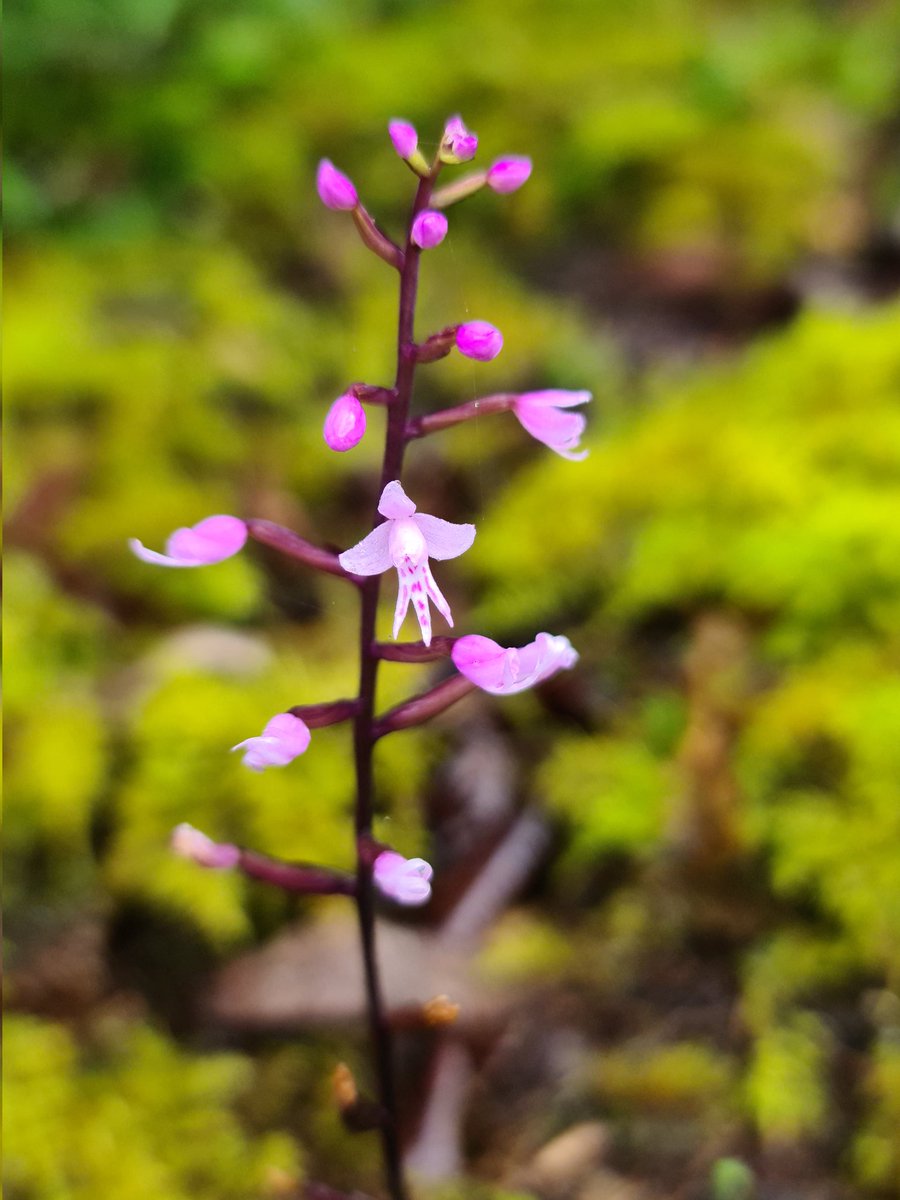 MartiBlom's tweet photo. I found more near a stream under leaf canopy. #BotanyOnTheRun https://t.co/Hn5iLGXS8Y