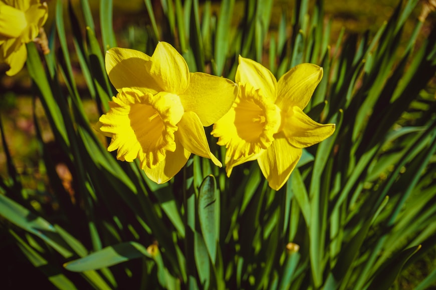 PowysBefriender's tweet photo. Happy St David's Day!🏴
-Do you speak Welsh?
-Are you a welsh learner keen to practice your language skills?
-Could you spare an hour a week to chat to one of our Welsh speaking clients?
We'd love to hear from you!😄
#WelshSpeaking
#StDavidsDay
#Befriender https://t.co/gKUd0toVrs