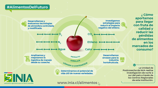 ¿Cómo aportamos para llegar con fruta de calidad y reducir las pérdidas de alimentos en los mercados de consumo? 🤔  #AlimentosdelFuturoINIA 

➡️bit.ly/3sq52dF

<a href="/AGarces_F/">Andrea Garcés</a> <a href="/CristyVergara/">Cristy</a> <a href="/bdefilippi/">Bruno Defilippi</a> <a href="/MTeresa82024805/">MTeresa</a>