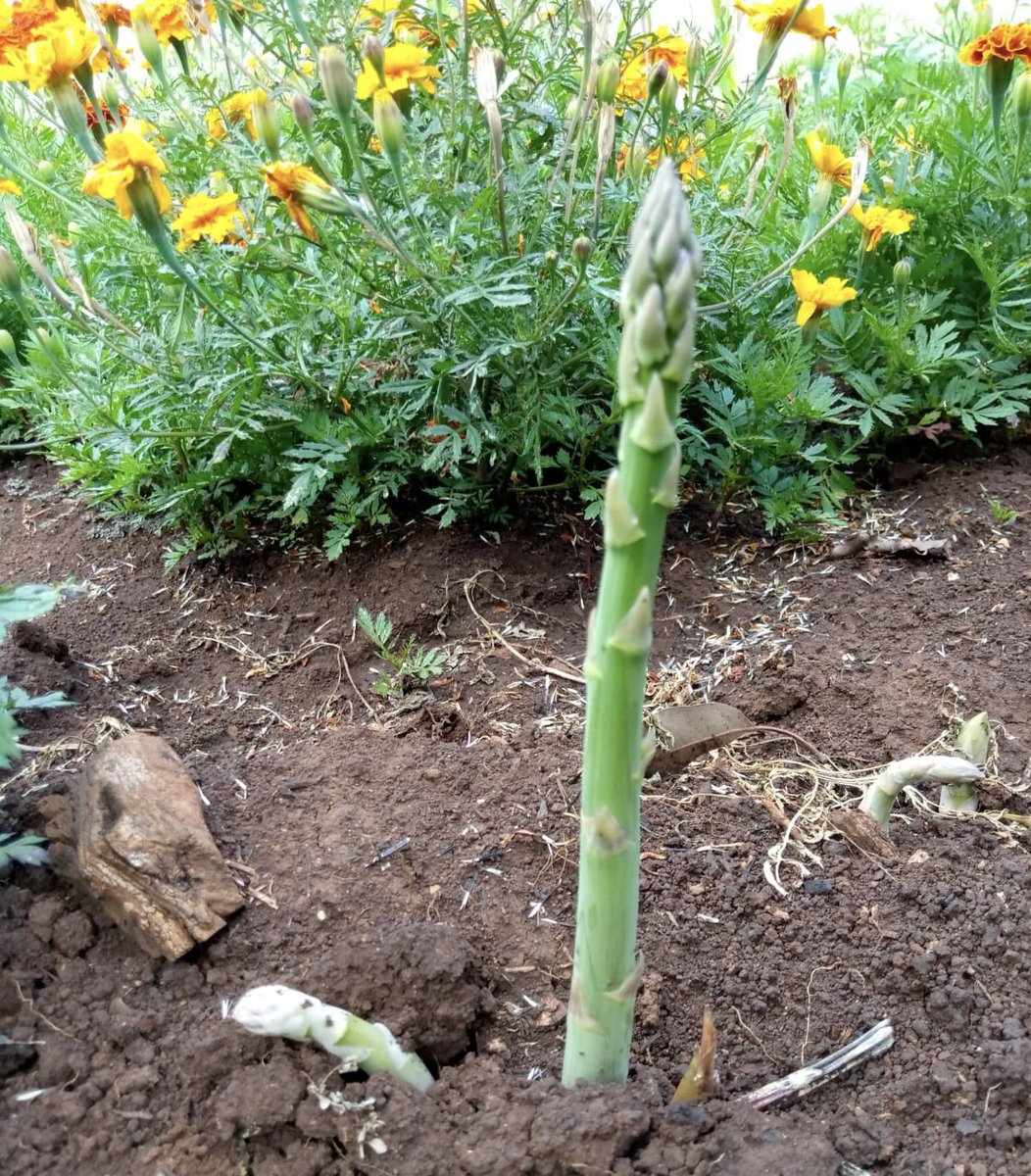 PolkadotLibrary tweet media