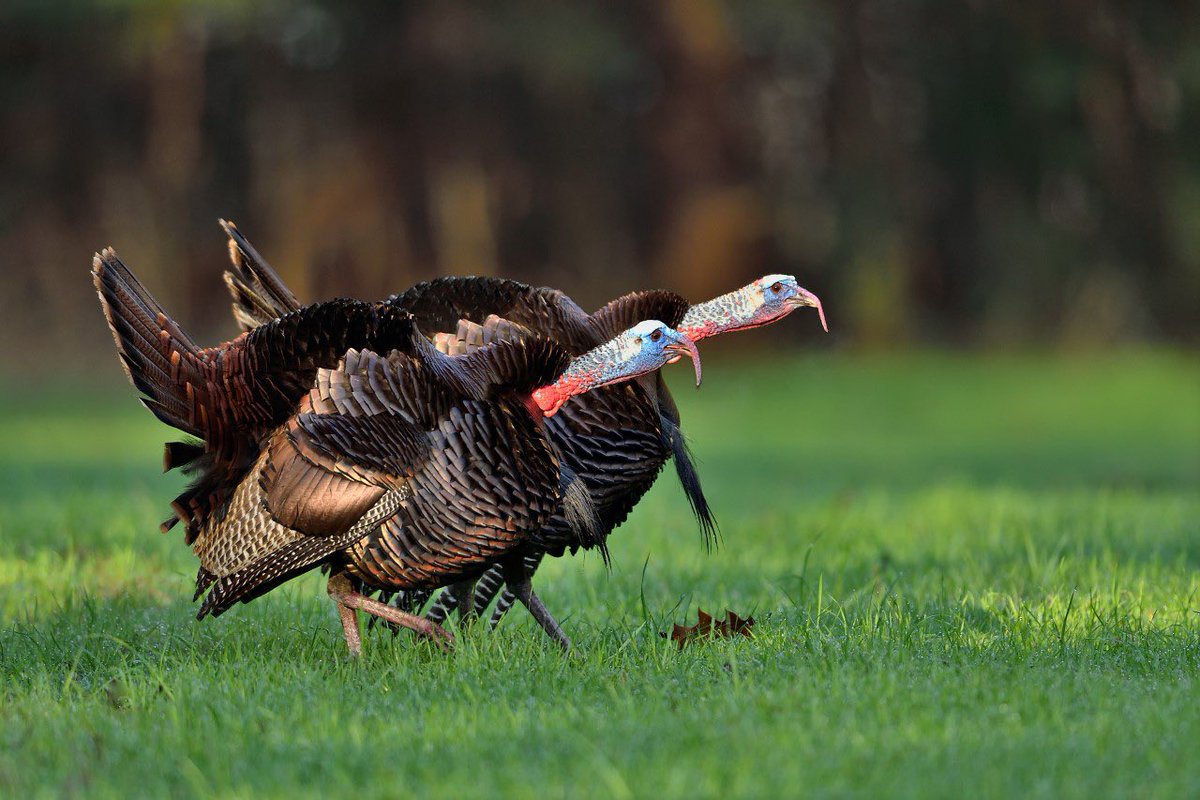 Mike Chamberlain (@wildturkeydoc) on Twitter photo Gobbling activity is ramping up across the South. Research has shown that hen behavior and hunting pressure most influence gobbling, although weather does to a lesser extent. Anyone hearing birds gobble in your area? <a href="/DrShortSpur/">Bret Collier</a> <a href="/NWTF_official/">The National Wild Turkey Federation</a> <a href="/WildTurkeyReprt/">Wild Turkey Report</a> Gobbling activity is ramping up across the South. Research has shown that hen behavior and hunting pressure most influence gobbling, although weather does to a lesser extent. Anyone hearing birds gobble in your area? <a href="/DrShortSpur/">Bret Collier</a> <a href="/NWTF_official/">The National Wild Turkey Federation</a> <a href="/WildTurkeyReprt/">Wild Turkey Report</a>