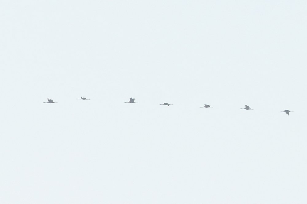 TelpostHW's tweet photo. Gisteren voor het eerst sinds 2018 weer een groep van >10 kranen. Een mooie groep van 17ex passeerde onze post rond 09:00. Wellicht zit er nog meer in het vat! #vogeltrek | MD https://t.co/q6QmHZeR2V
