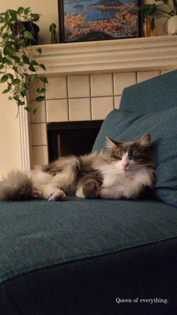 whothebelle's tweet photo. @sevenofearth Rhubarb aka Rhu, RhuRhu, Bubbie, Bubs, Rhu Barbara, Rhubarb Pie, Eris, baby girl, liddle one https://t.co/qWpKPSeAMQ