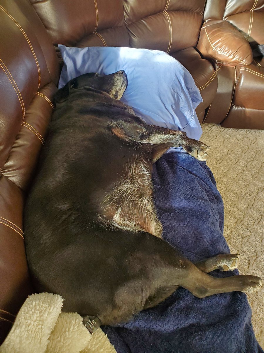 scottmcquinn1's tweet image. Sir Harley enjoying Fat Tuesday🤣what a ruff life😉 maybe too many pancakes 😆#spoileddoglife  @MikeTFox5 @ErinFox5DC @TuckerFox5 #gooddaydc